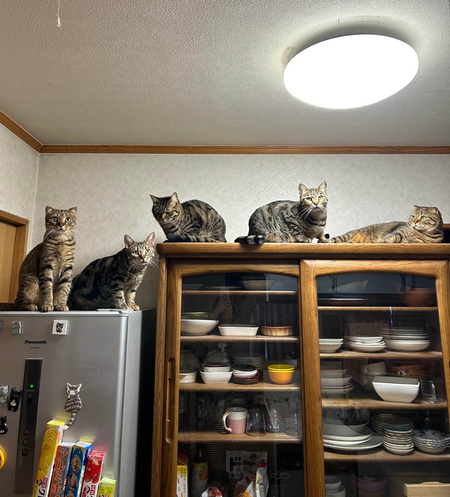 食器棚と冷蔵庫の上の高所で会議をする猫たち