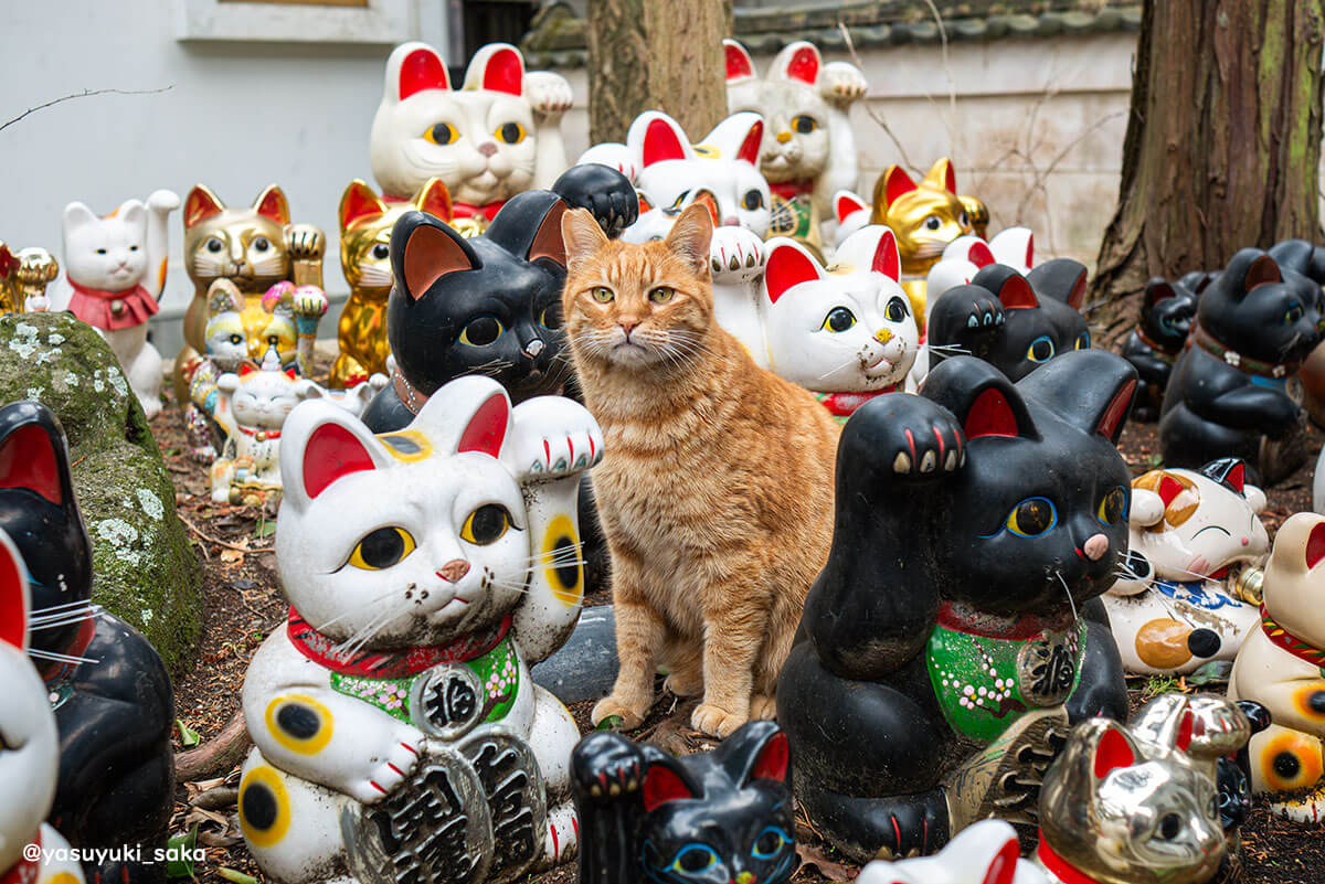 たくさんの招き猫に囲まれた茶トラ猫の写真 by 阪靖之