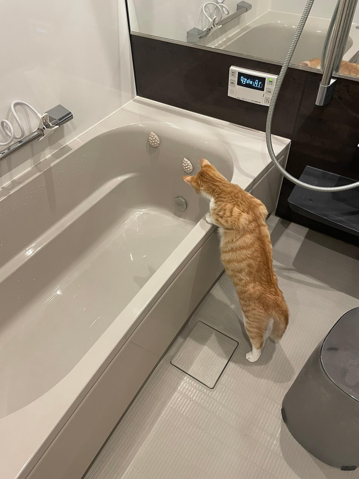 バスタブ（浴槽）にお湯が溜まるのを興味津々で見つめる猫