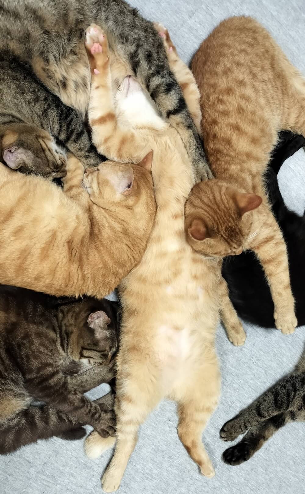 へそ天する猫のお腹を枕にして寝る猫たち