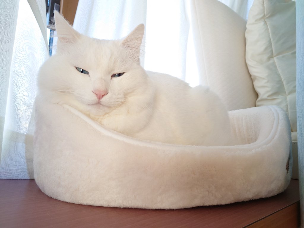 買ってから1年経った猫ベッドを初めて使う白猫のもんちゃん