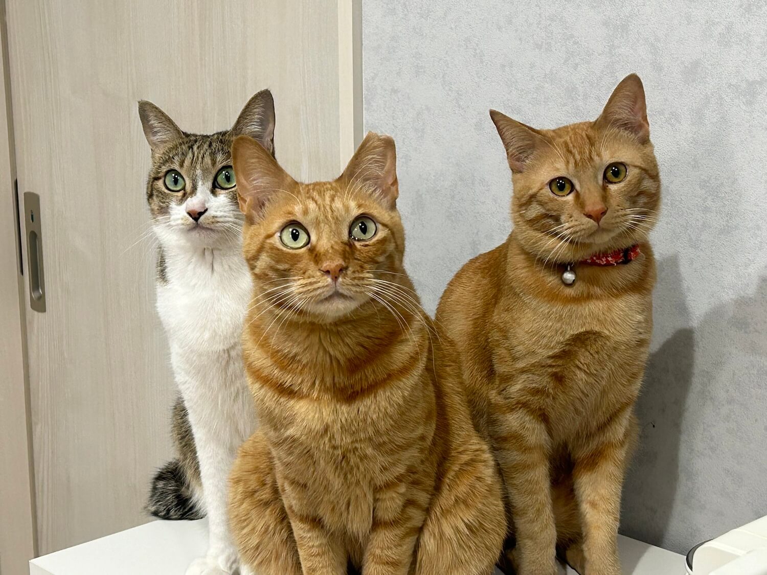 ご飯が待ち切れない3匹の猫
