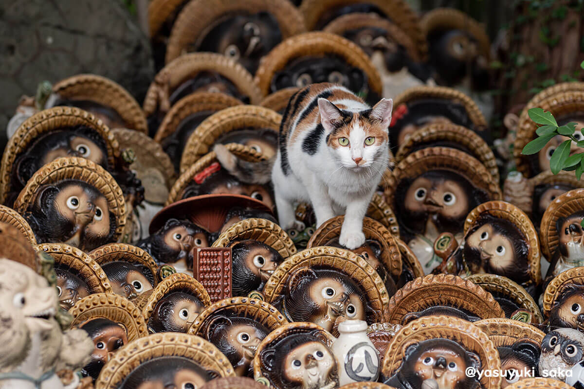 狸の置物に囲まれた三毛猫の写真 by 阪靖之