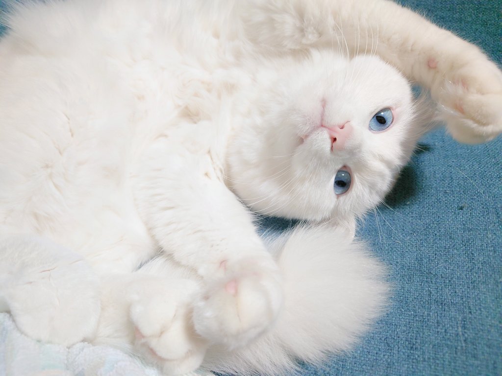 白猫のもんちゃん