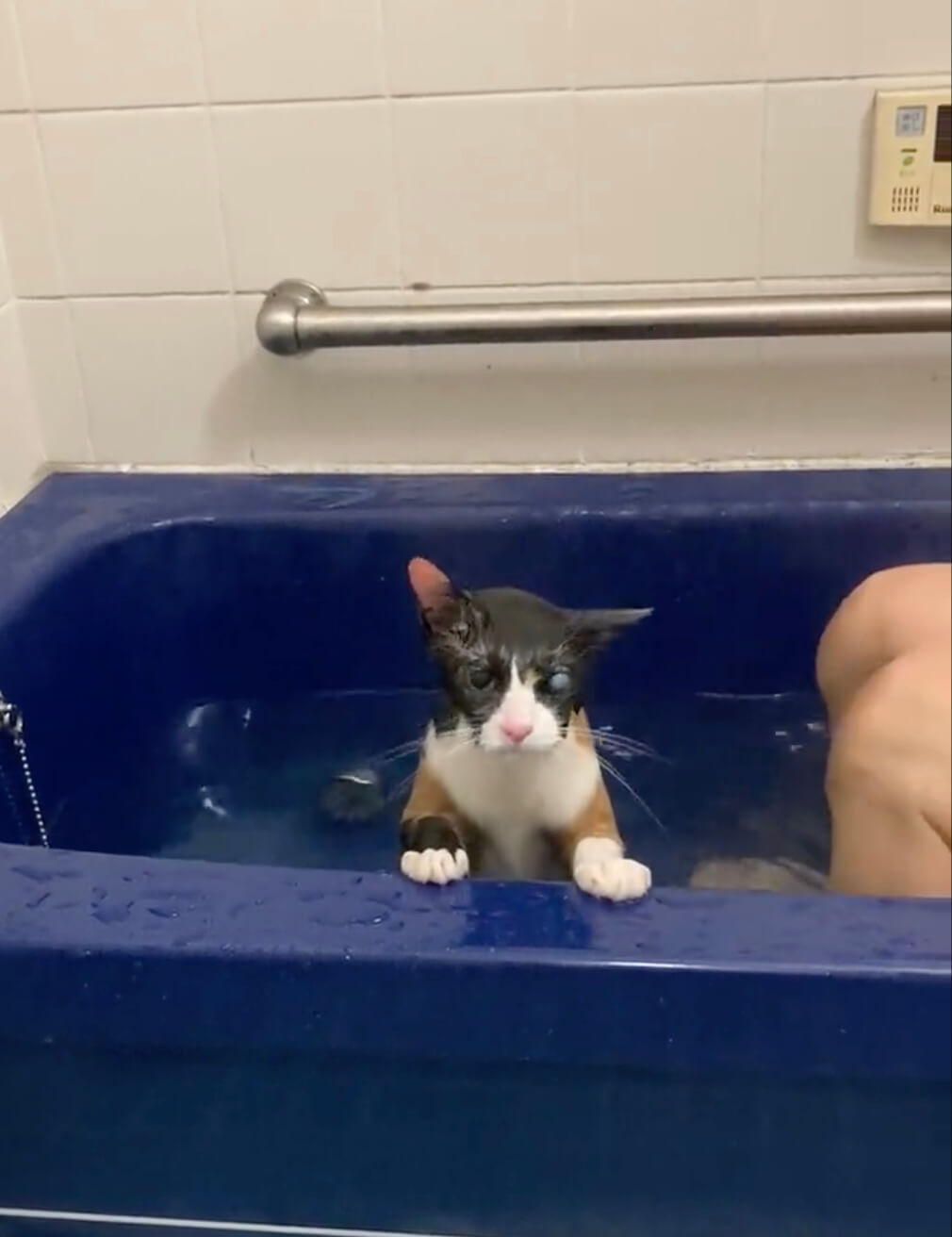入浴中の三毛猫チコちゃん
