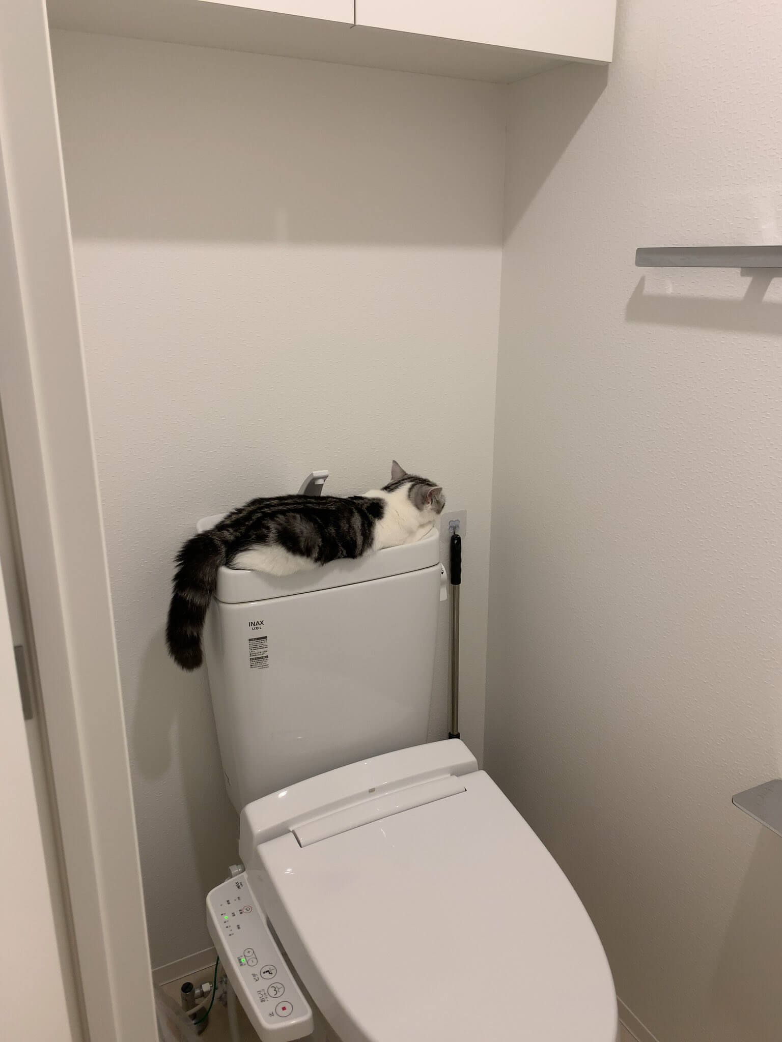 トイレのタンクの上で寝る猫