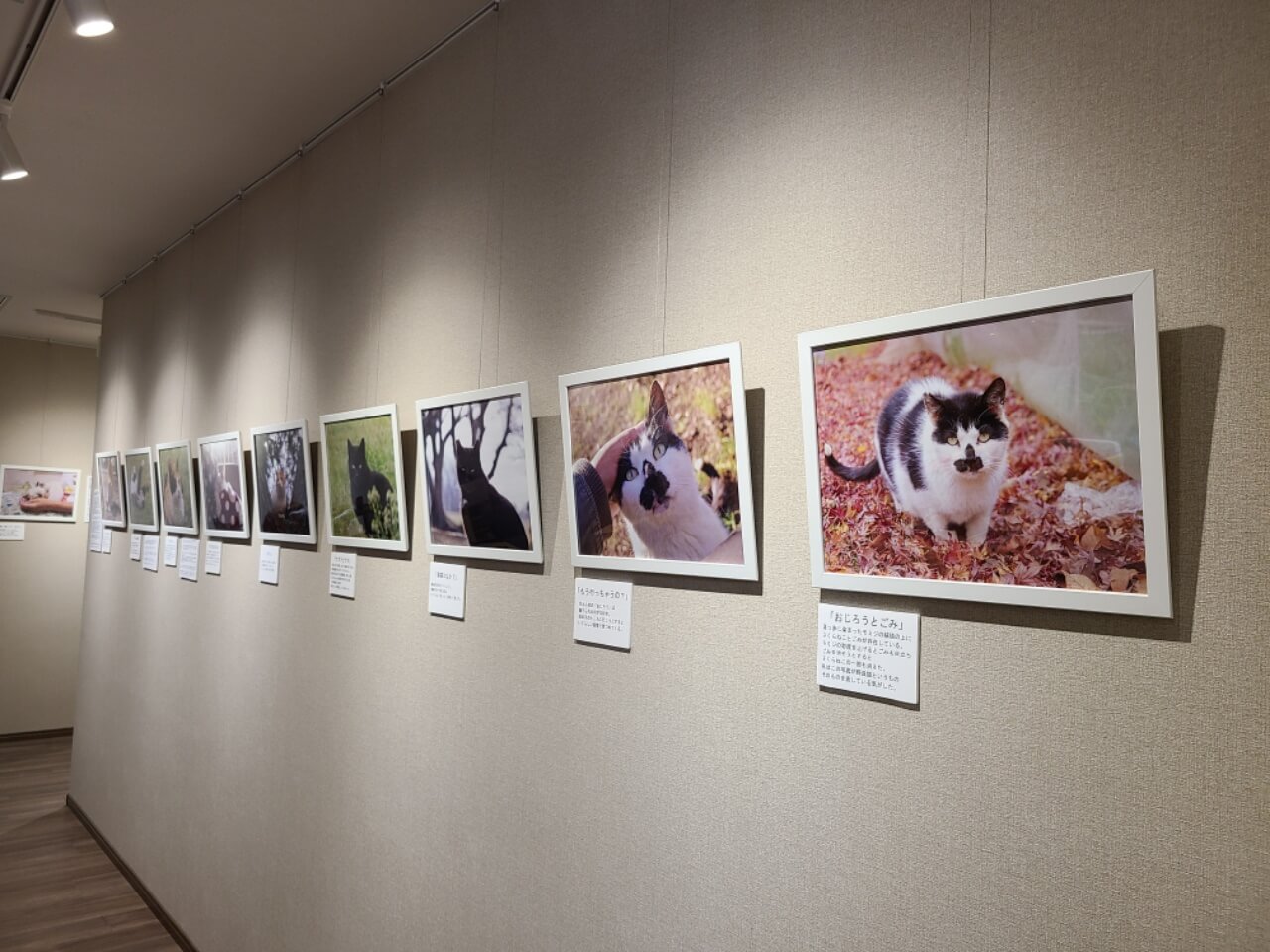 Canary Watanabe（渡邉果菜里）さんの猫写真展 展示風景