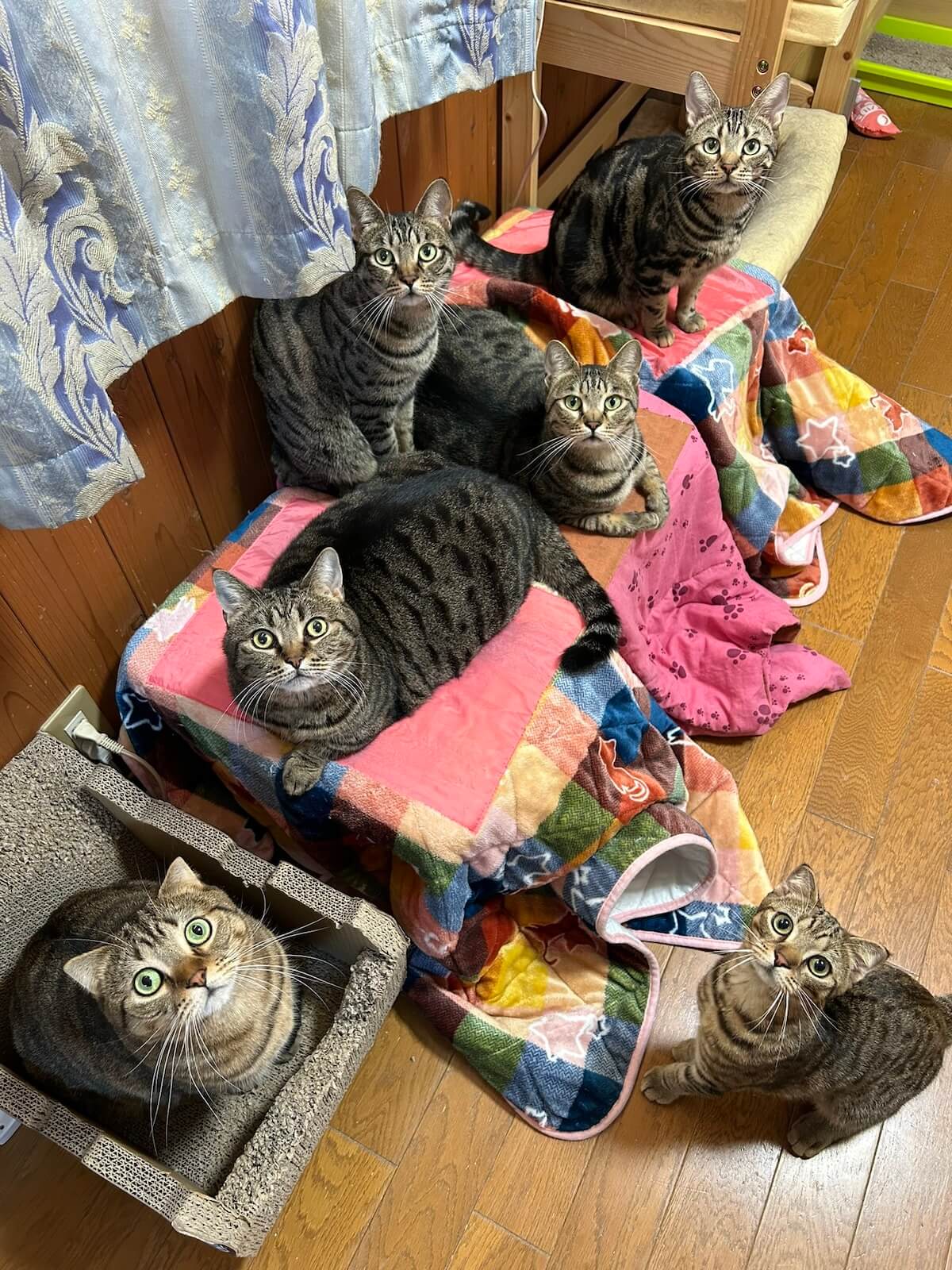 猫用こたつに集まってくつろぐ6匹のキジトラ猫