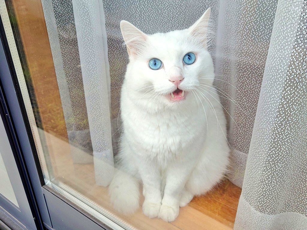 窓から外を監視する白猫のもんちゃん