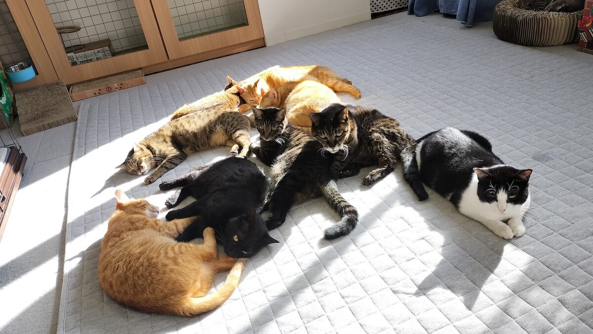 ホットカーペットの上に集まって眠る保護猫たち
