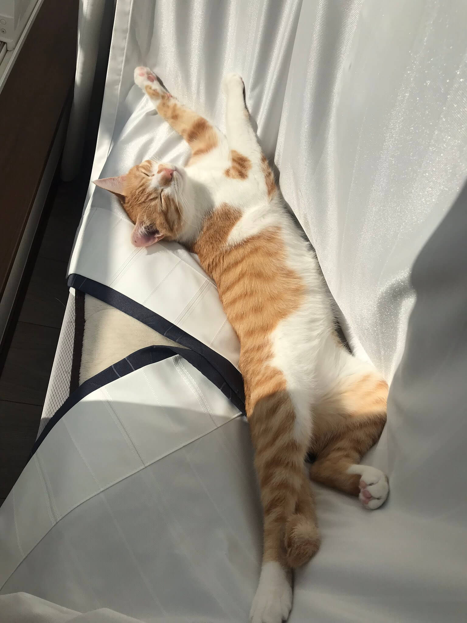 カーテンの上で日向ぼっこする茶白猫