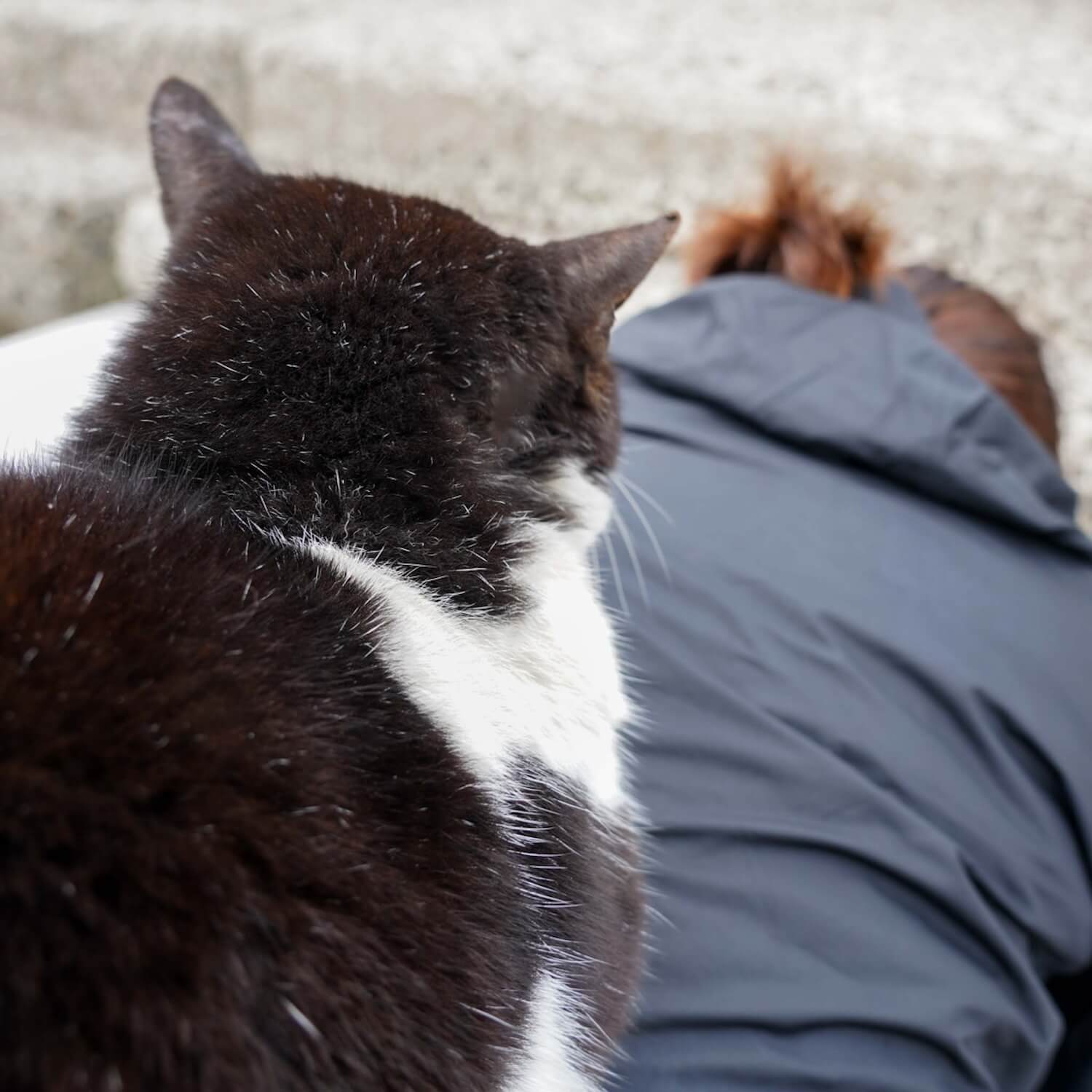 人間の背中に乗って眺める猫 in 佐柳島
