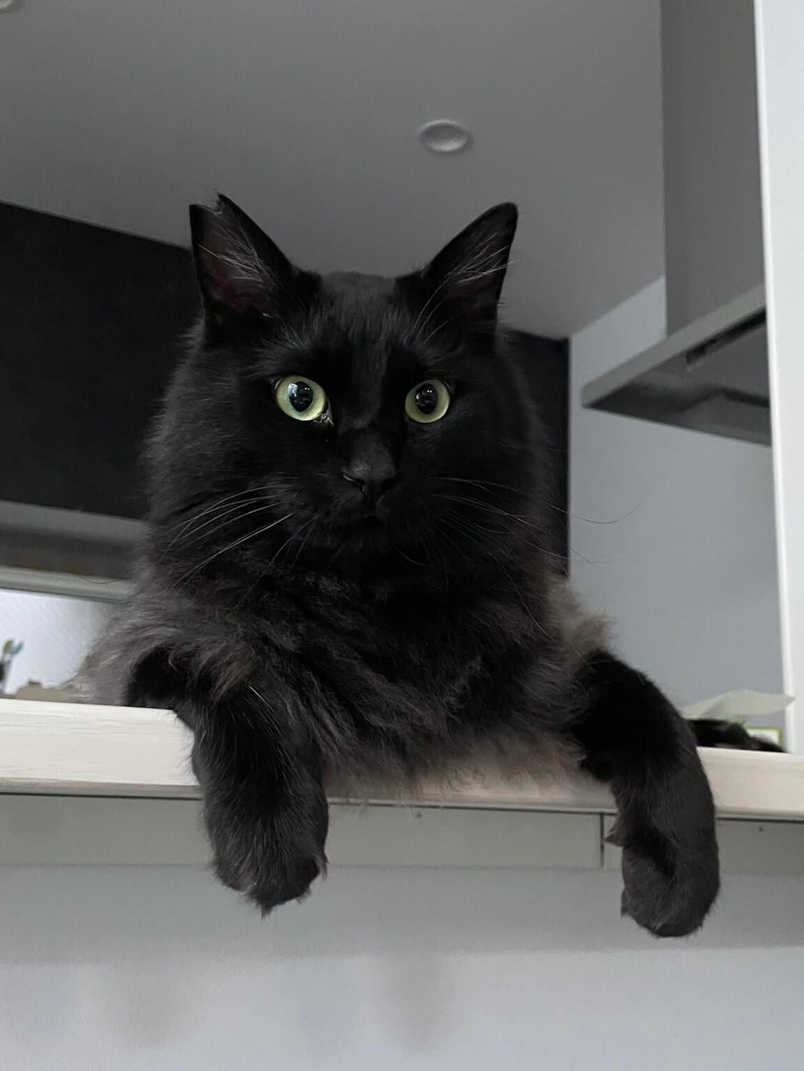 長毛の黒猫「もふちゃん」