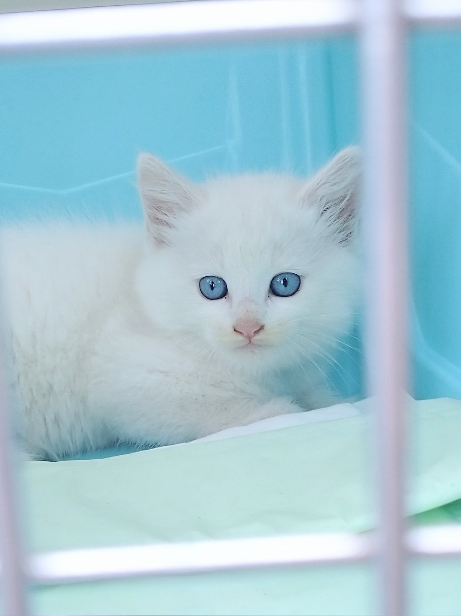 生後1ヶ月半くらいの子猫の時代の白猫もんちゃん