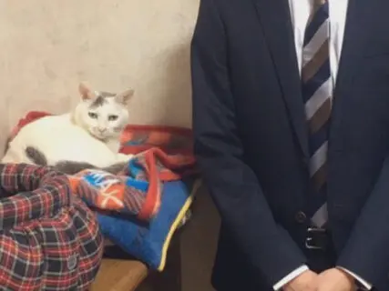 24万人が爆笑！成人式の記念撮影で突然起こされた猫ちゃん、寝起きでワケの分かってなさそう顔が面白すぎる