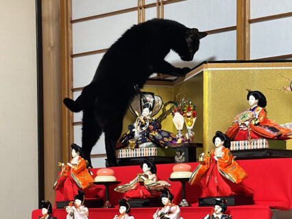 ひな飾りの最上段まで登りきった黒猫ちゃん、あろうことか金屏風にまで手を出す不敬行為に及んでしまう