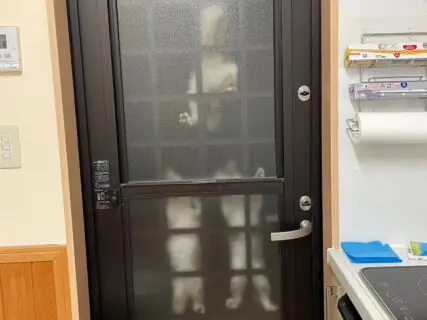 29万いいねの大反響！ドアをよじ登って侵入しようとする3匹の猫「怪盗ニャッツ・アイ」が漫画そっくりだと話題に