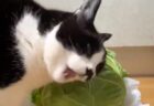 猫が盗み食いする犯行現場を動画が捉えていた！キャベツをもぐもぐと咀嚼する猫ちゃん、果たしてそのお味は？