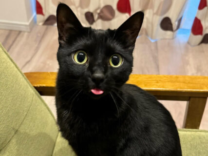 舌をペロッと出した顔が可愛すぎる黒猫のラルちゃん、3度も会いに来てくれた飼い主さんのお迎えエピソードを公開