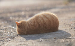 「いなり寿司 落ちてた」の写真がSNSで大盛りあがり！よく見みたら寝転がる茶トラ猫さんだった