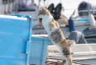 猫なのにぜんぜん猫背じゃない！漁港で背筋をピンと伸ばした猫ちゃん、その視線の先にあるものとは？