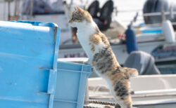 猫なのにぜんぜん猫背じゃない！漁港で背筋をピンと伸ばした猫ちゃん、その視線の先にあるものとは？