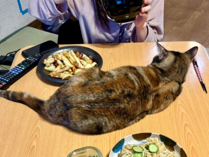 猫を見ながら何杯でもご飯を食べられそう！「猫のしつけに失敗した家の食事風景」に共感する人が続出