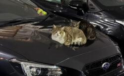 車に戻ってくると…2匹の猫ちゃんがボンネットの上に鎮座していた→夜なのに猫が集まる理由とは？