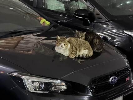 車に戻ってくると…2匹の猫ちゃんがボンネットの上に鎮座していた→夜なのに猫が集まる理由とは？