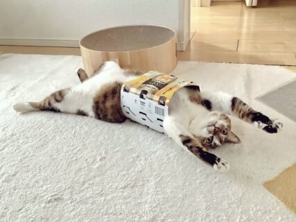 「この着こなし方を見よ！」ビール缶のパックを着用して誇らしげな猫ちゃんの姿がSNSで大反響