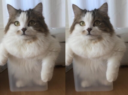 まるで猫が立ち湯してるみたい？箱に無理やり入った猫ちゃんの姿にジワジワと笑いが込み上げてくる