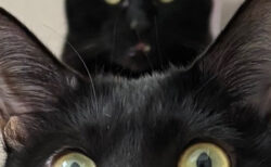 ネコの頭からネコが生えてるみたい…？鏡もちのように重なった黒猫ちゃんたちの姿が可愛すぎる