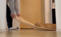 猫とタオル一枚で遊べる新しいアクティビティを発見→フローリングを何度も滑走する猫ちゃんが楽しそう
