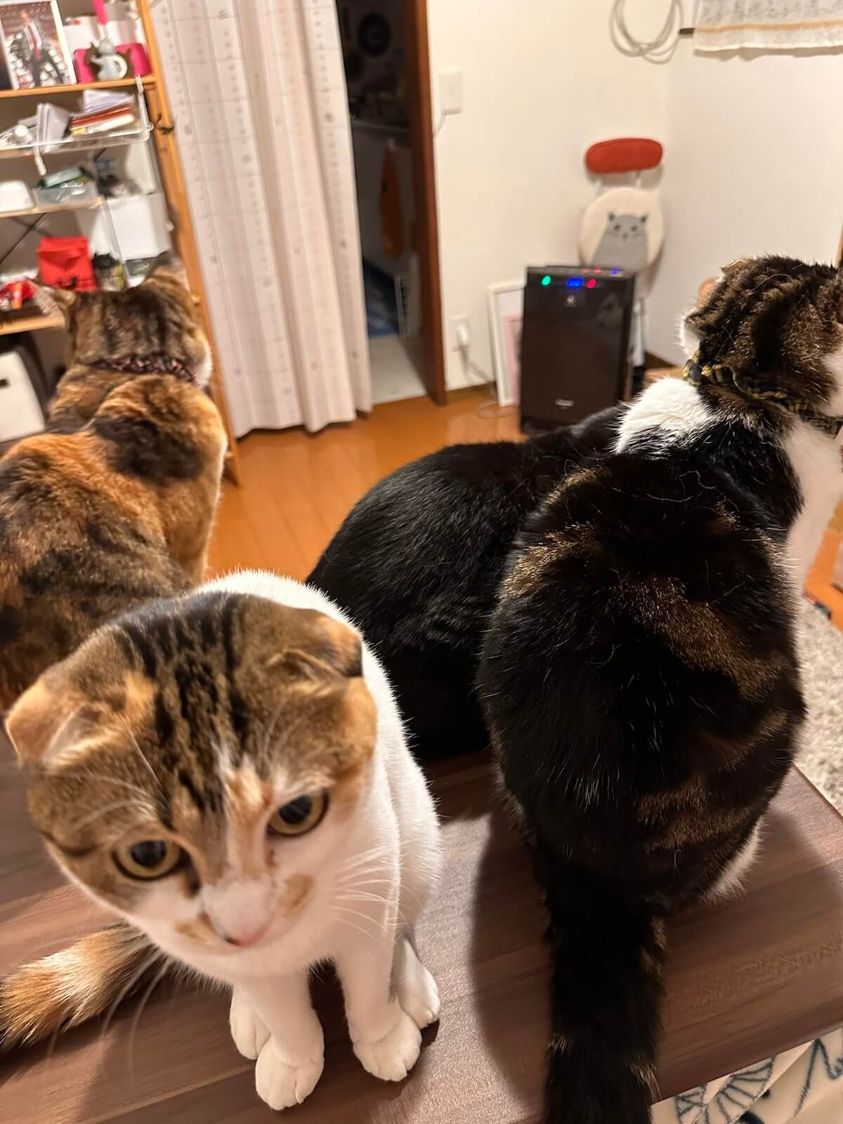 4匹の猫家族が揃った写真
