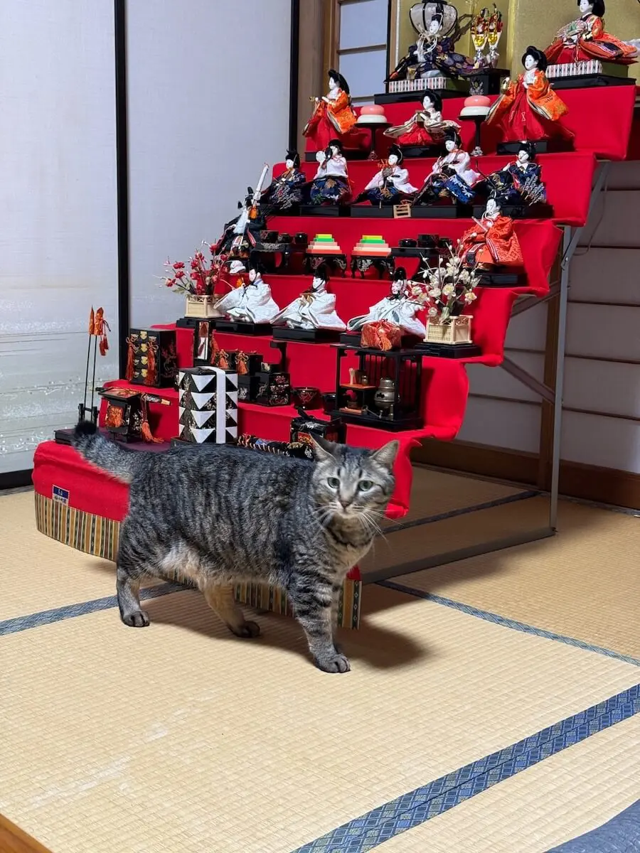 猫家　壇飾り　使用品 猫家壇飾り使用品