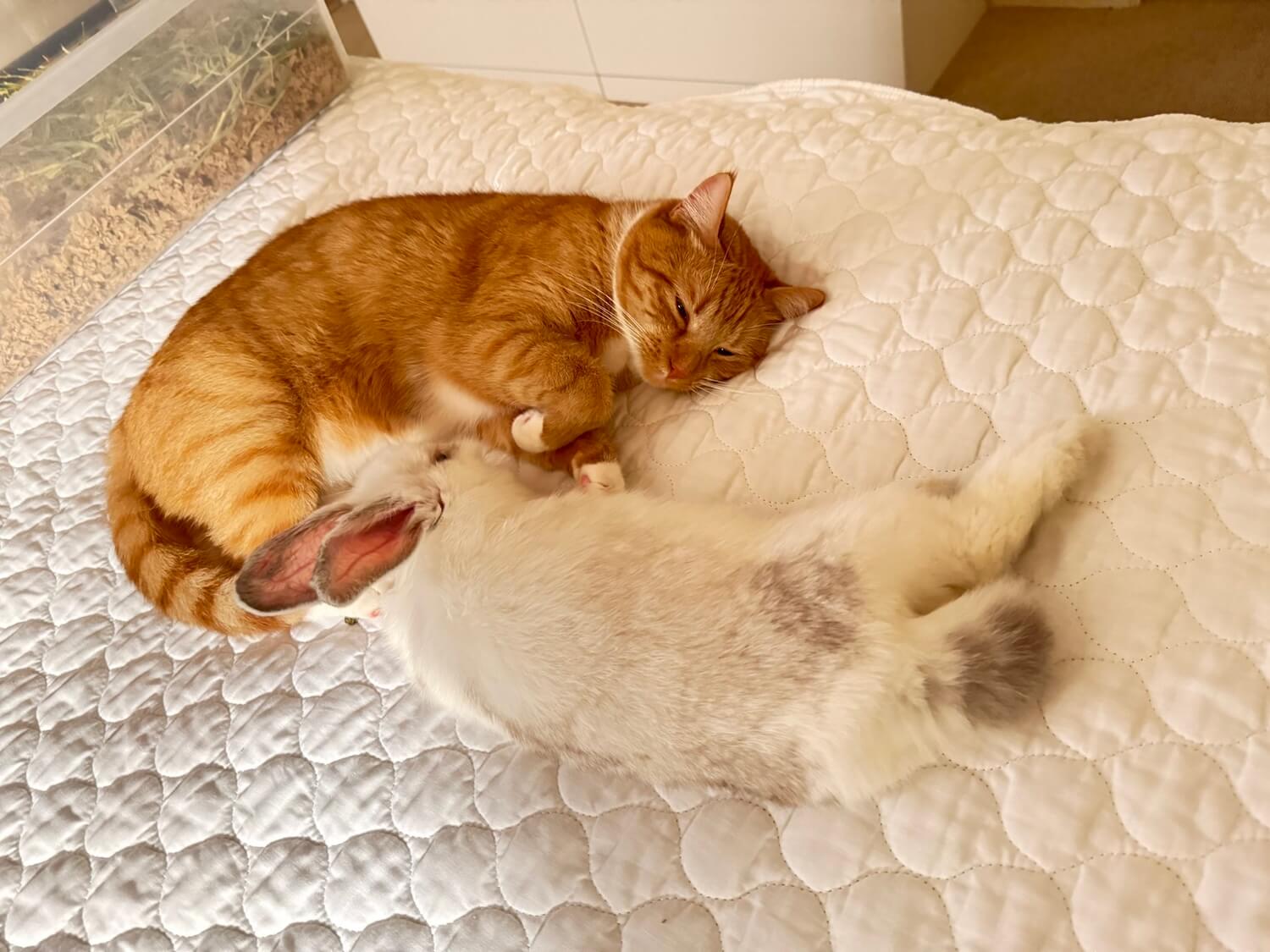 仲良く眠る猫とウサギ
