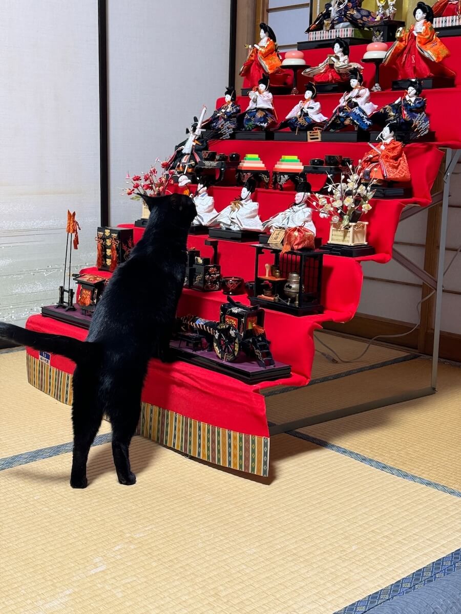 ひな祭りの七段飾りが気になる黒猫