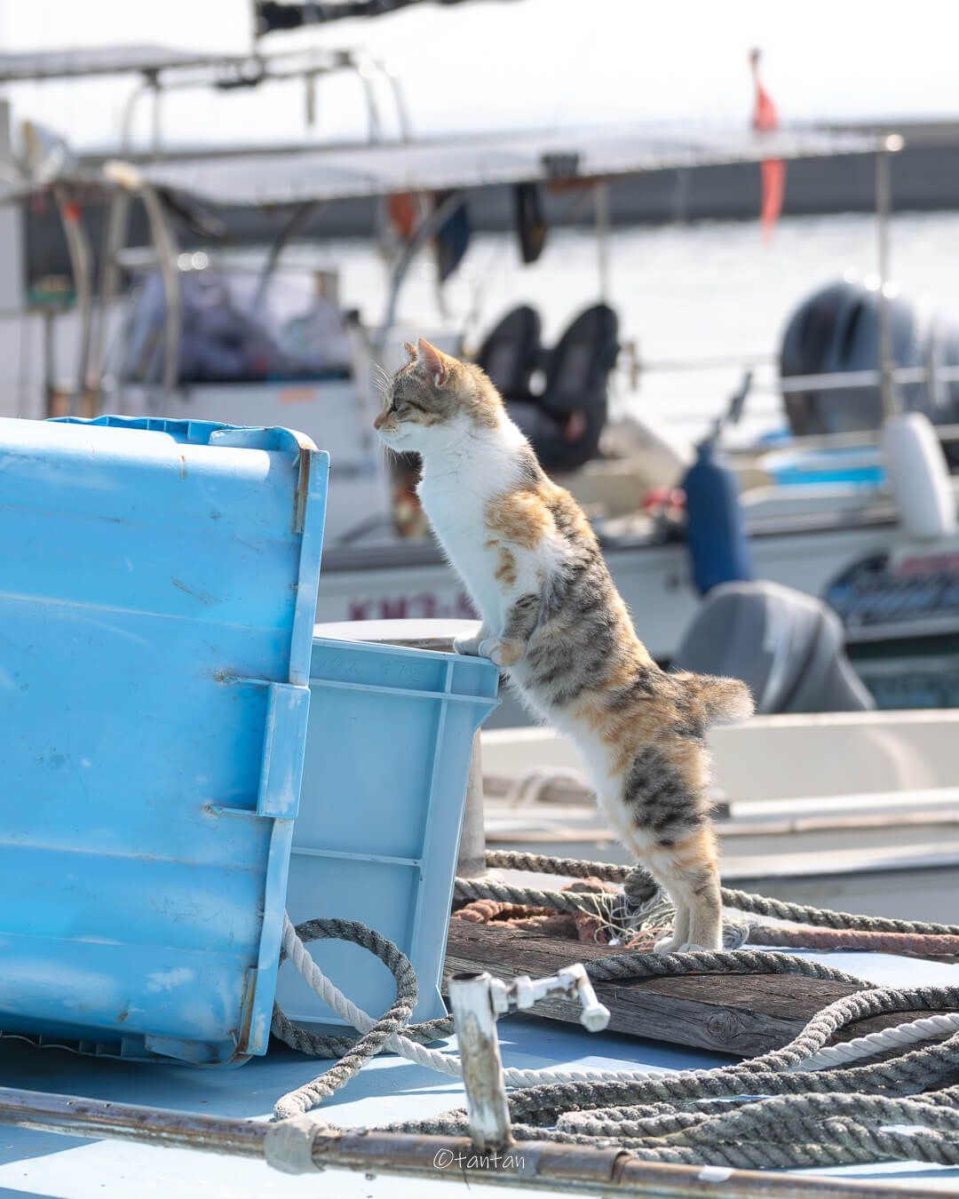 漁港で背筋をピンと伸ばしたまま食い入るように見つめる猫