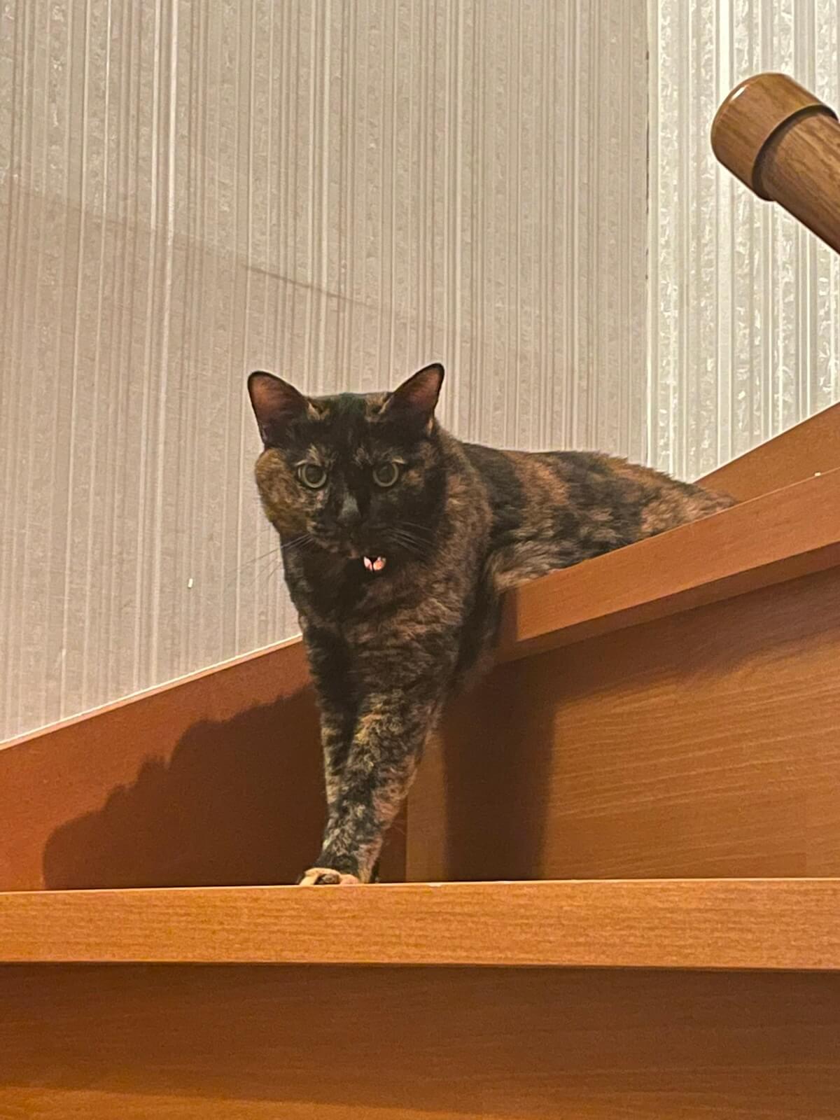 階段を降りてくるサビ猫のくろちゃん