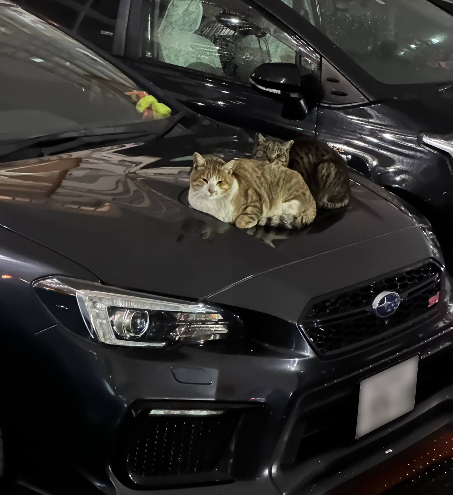 車のボンネット上のダクトで暖を取る2匹の猫