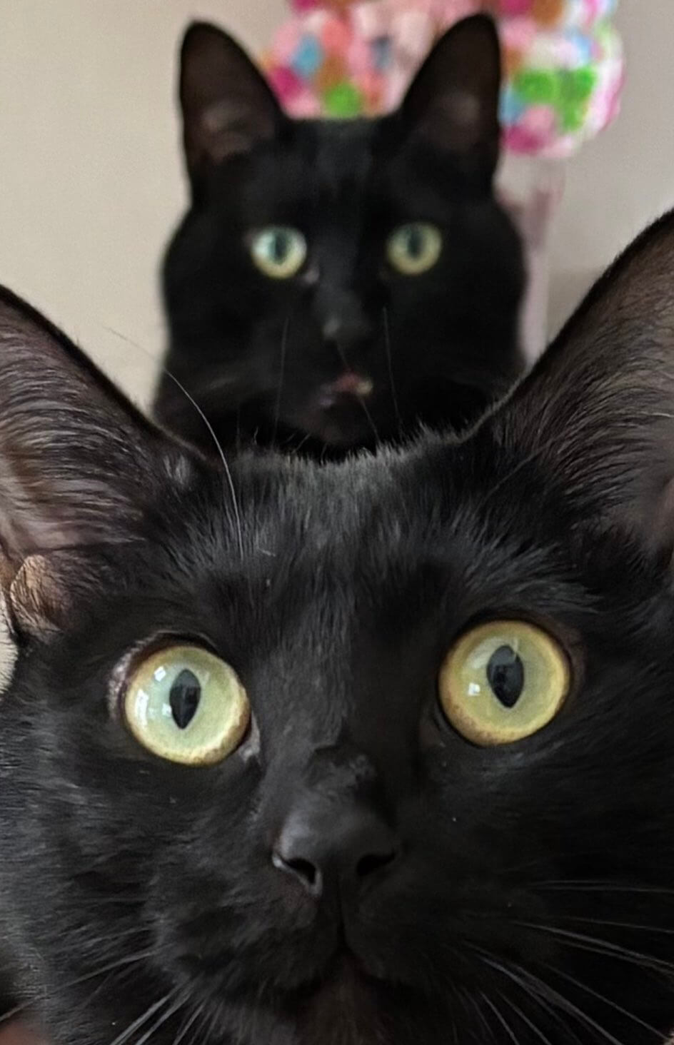 鏡もちのように積み重なる黒猫