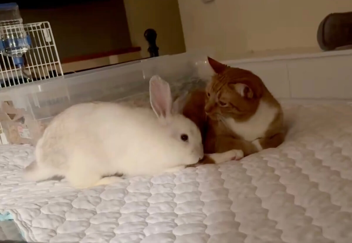 ベッドに座る茶白猫の元へやってきたウサギ