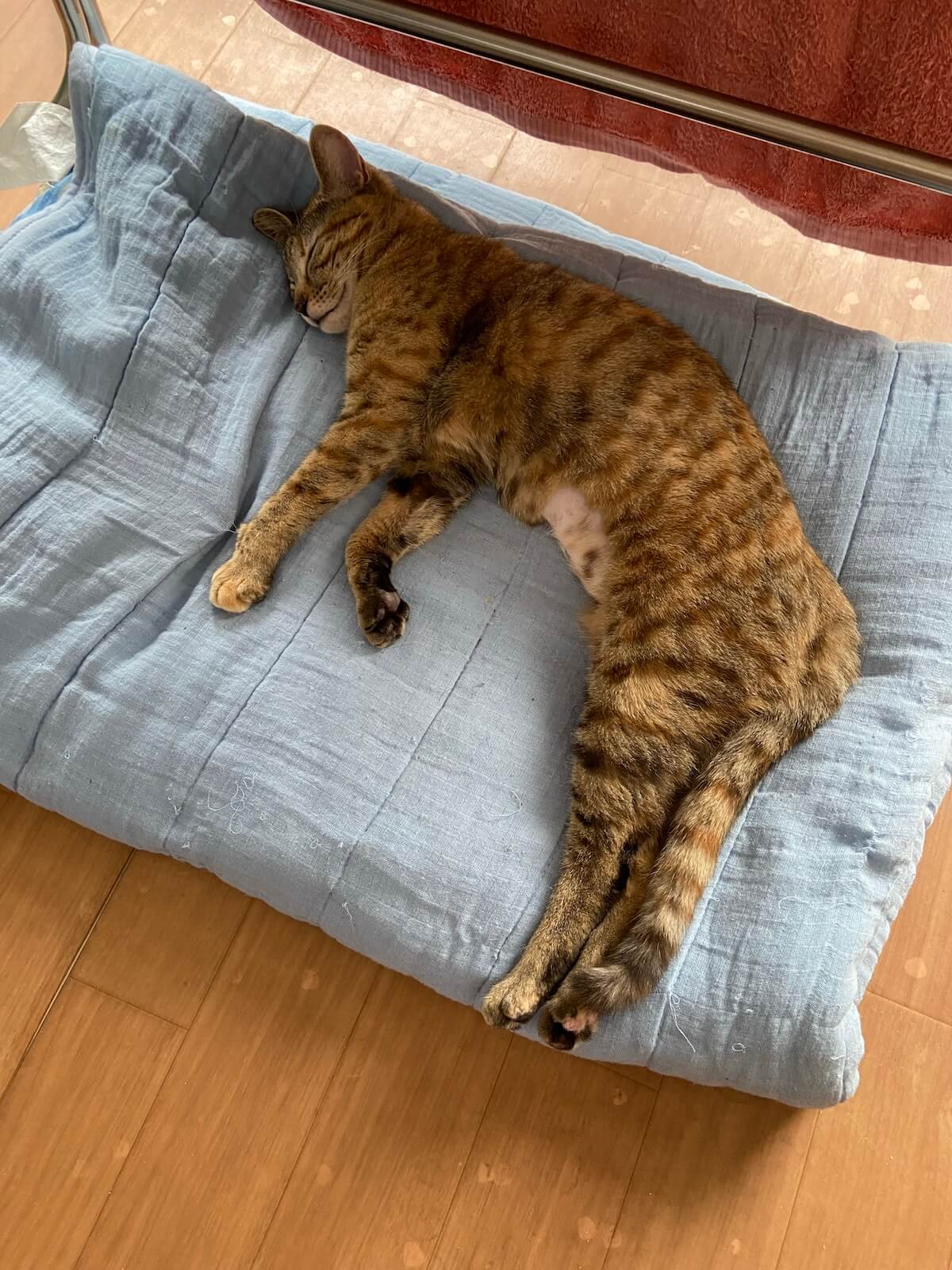 猫のジェネッタ・ルネちゃんの寝姿