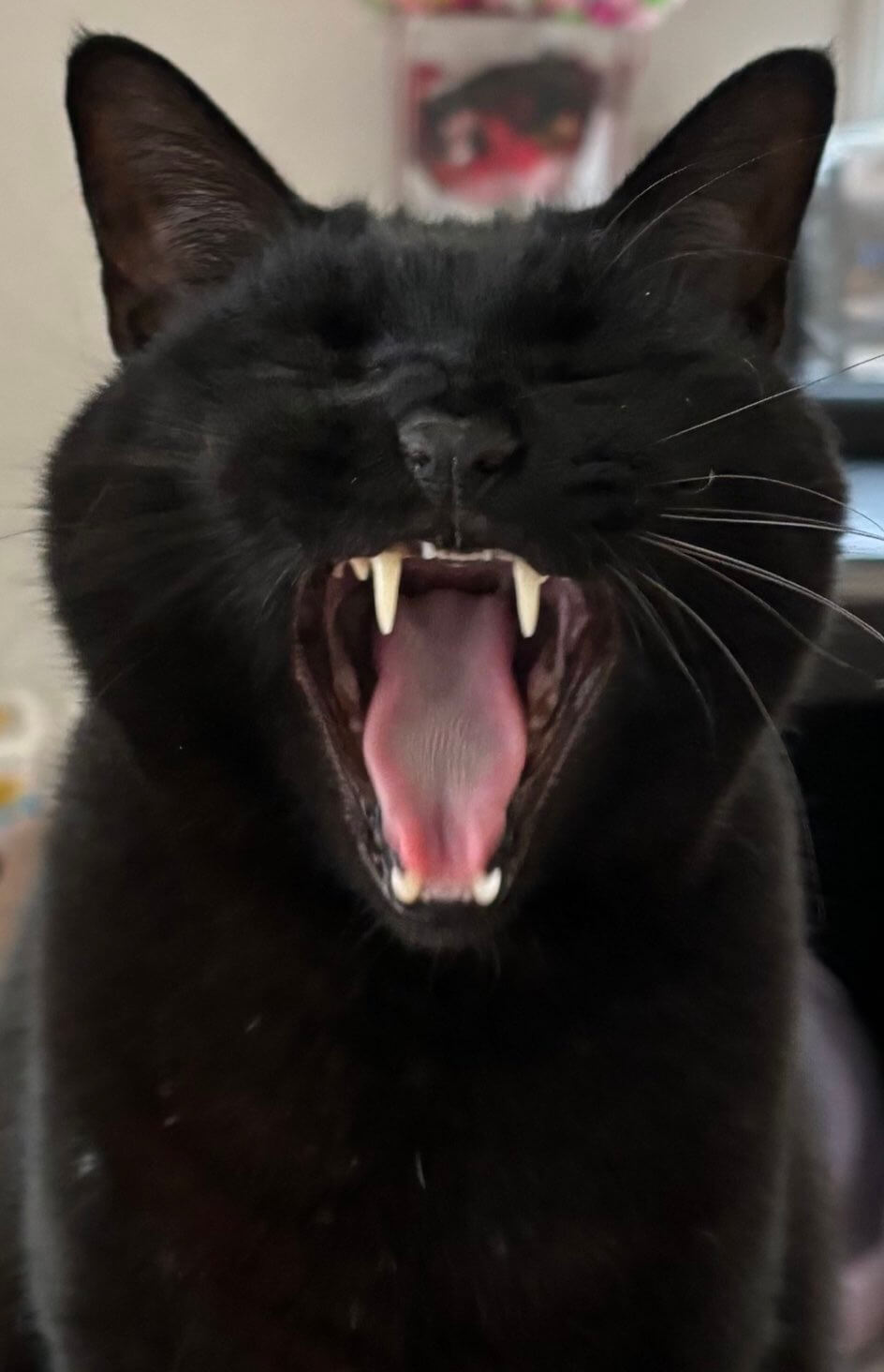 あくびをする黒猫