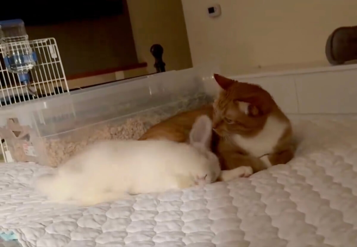 猫の横で寝転がるウサギ