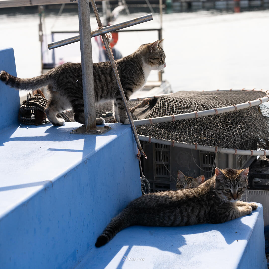 熊本の猫島の漁港でたむろする猫たち by ジジさん