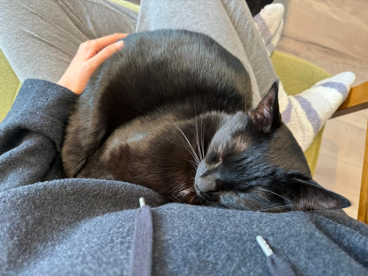 飼い主さんに抱き抱えられて眠る黒猫のラルちゃん