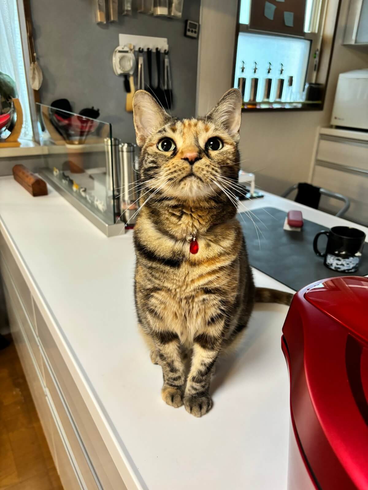 キッチンにのぼる猫