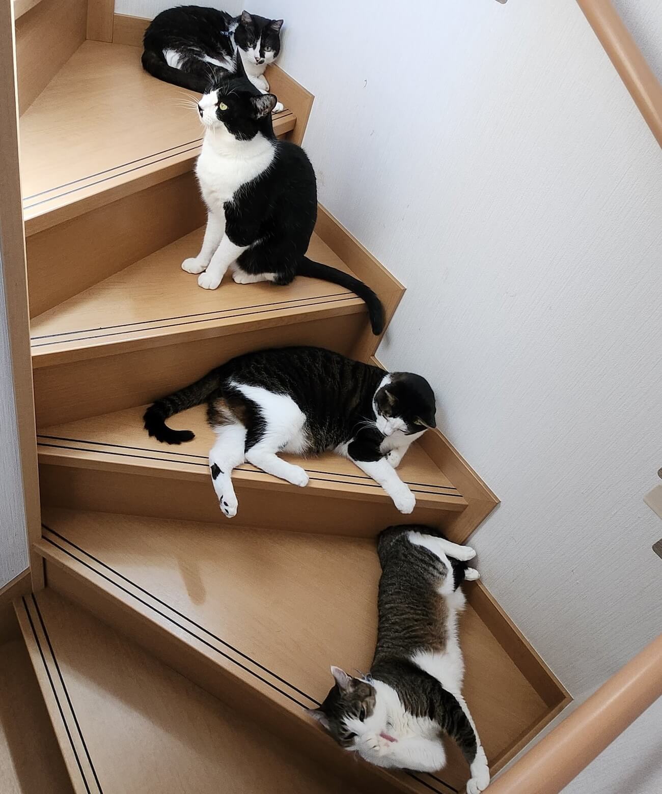 部屋の階段に集まる猫たち