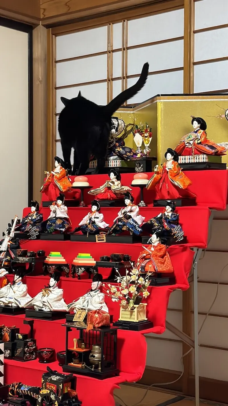 ひな飾りの最上段まで登りきった黒猫ちゃん、あろうことか金屏風にまで